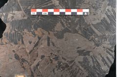 Foto (Detailansicht) von Pterophyllum longifolium Br. (NHMW-GEO-2024-0188-10644)